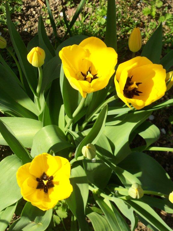 fioriture...di primavera